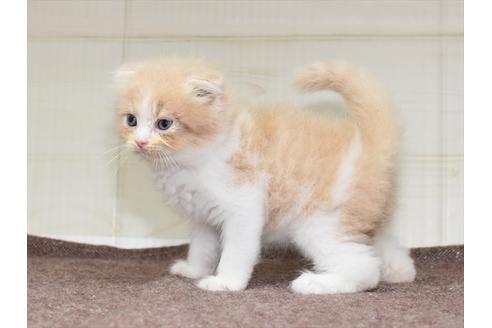 成約済の愛知県のスコティッシュフォールド-34155の4枚目